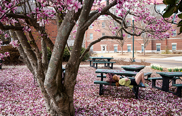 A student lays back on a picnic-table bench under a dogwood tree in the Grove with fall leaves on the ground.
