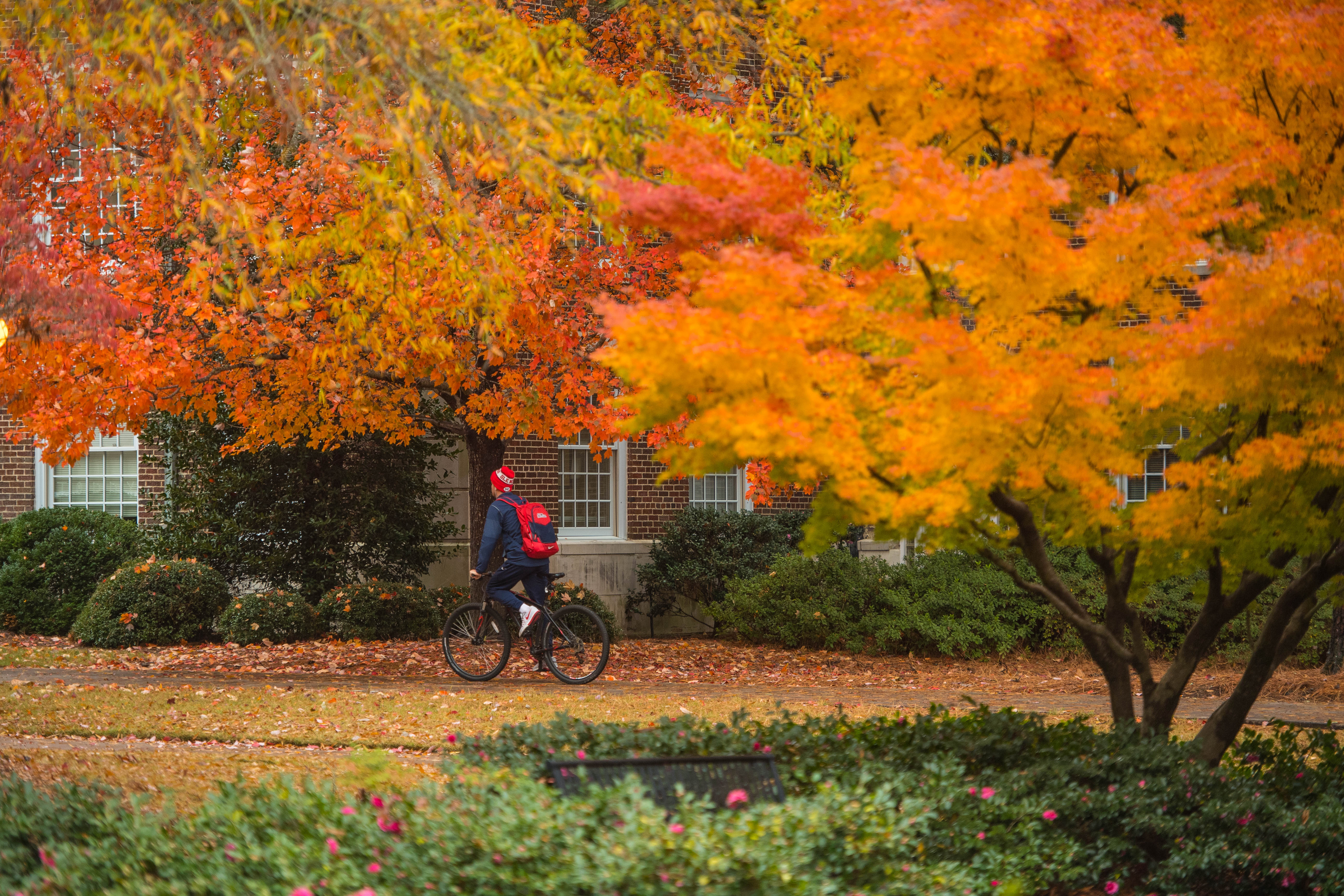 An UM student riding on a bicycle through a campus festooned with autumnal trees. 