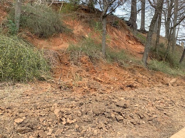 Relocation of winter jasmines