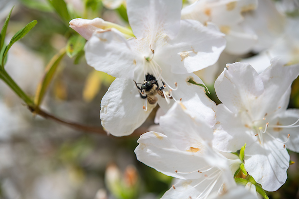 White flower with a bee in it