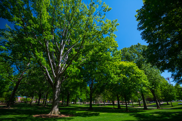 Trees in the Grove at Ole Miss