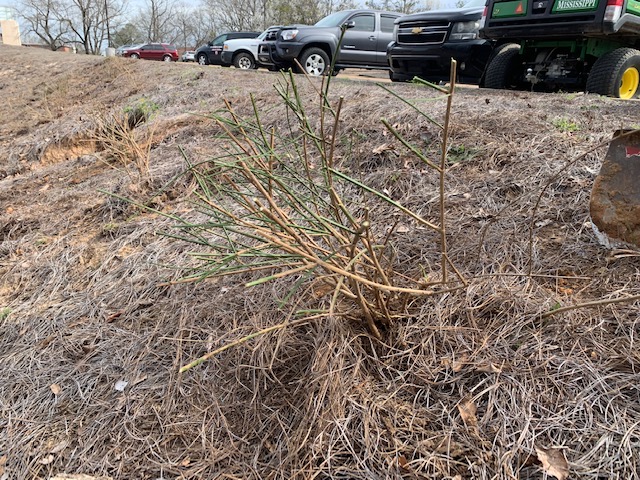 Relocation of winter jasmines