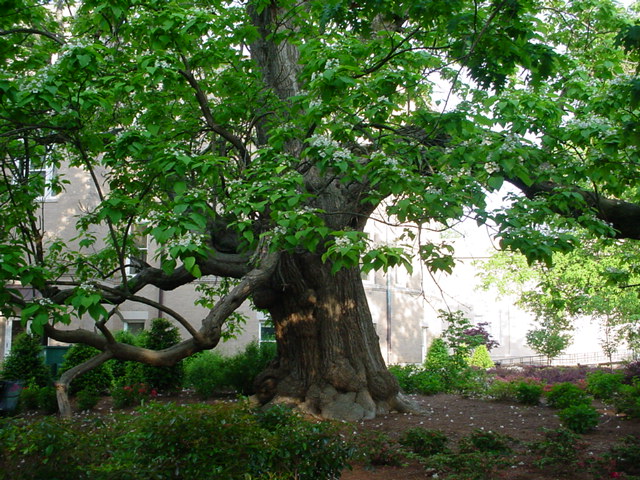 Northern Catalpa tree on the Ole Miss Campus