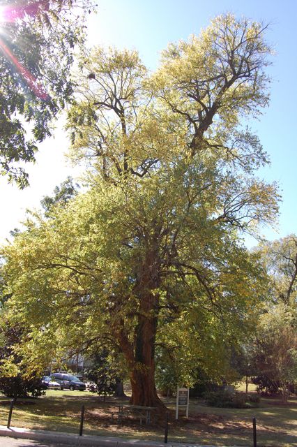 Osage Orange tree on the Ole Miss Campus