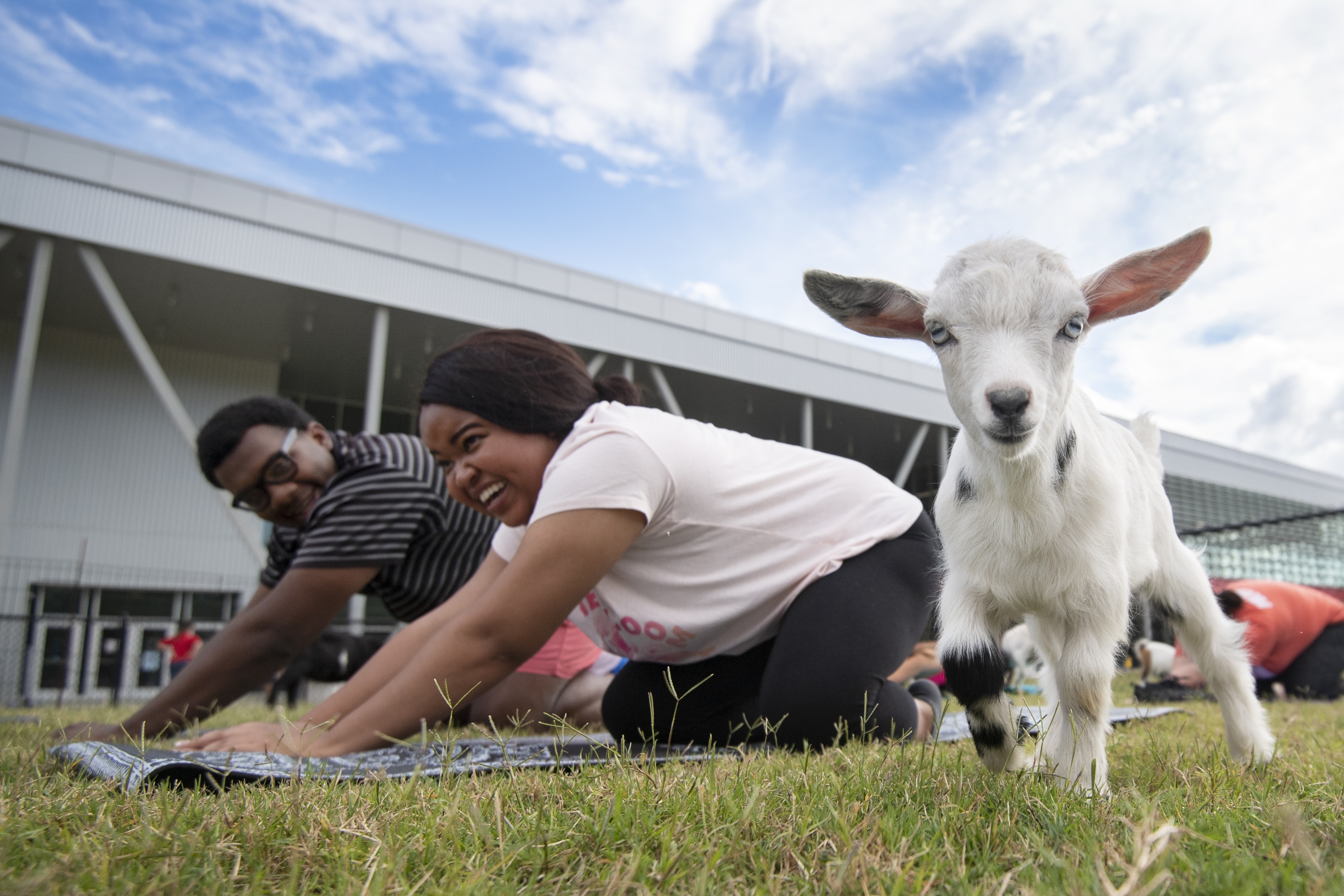 Students and a goat participating in Goat Yoga at South Campus Rec Center