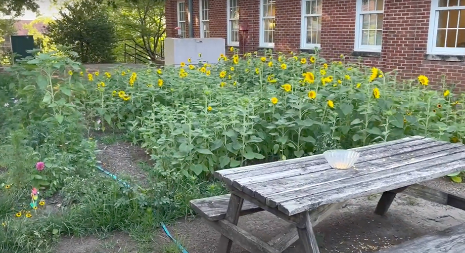 sunflower garden and picnic table