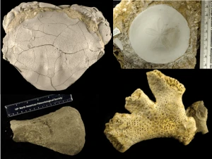 Paleontology Fossils