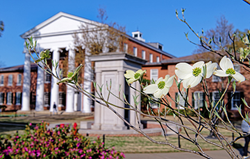 A dogwood tree blooms behind The Lyceum at the University of Mississippi.