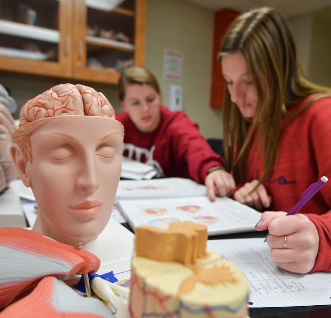 students work in a human anatomy and physiology lab