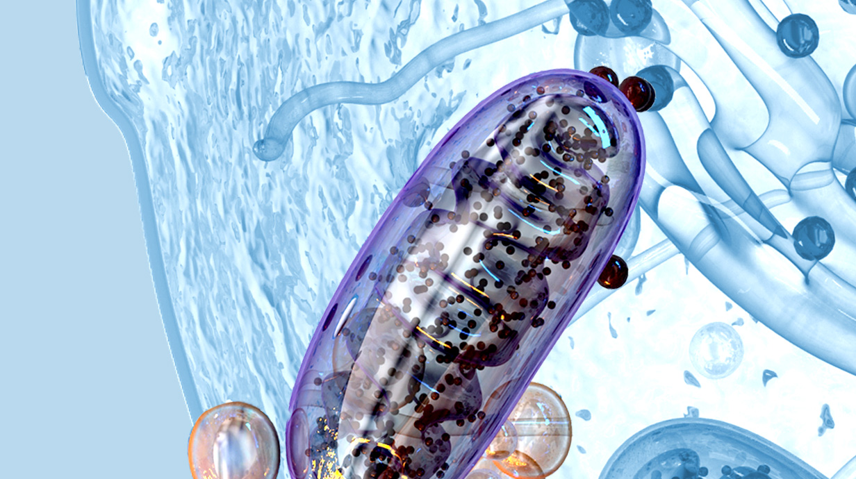 digital image of elongated purple cell