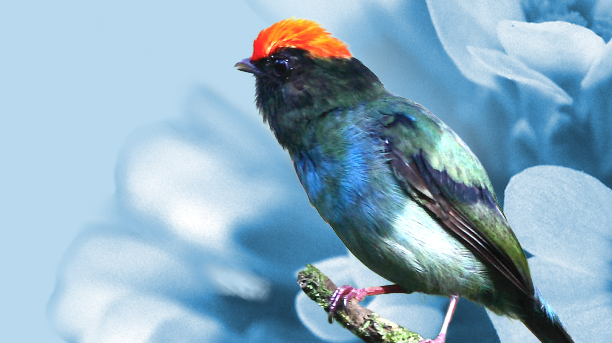 digital image of a bird sitting on a flower