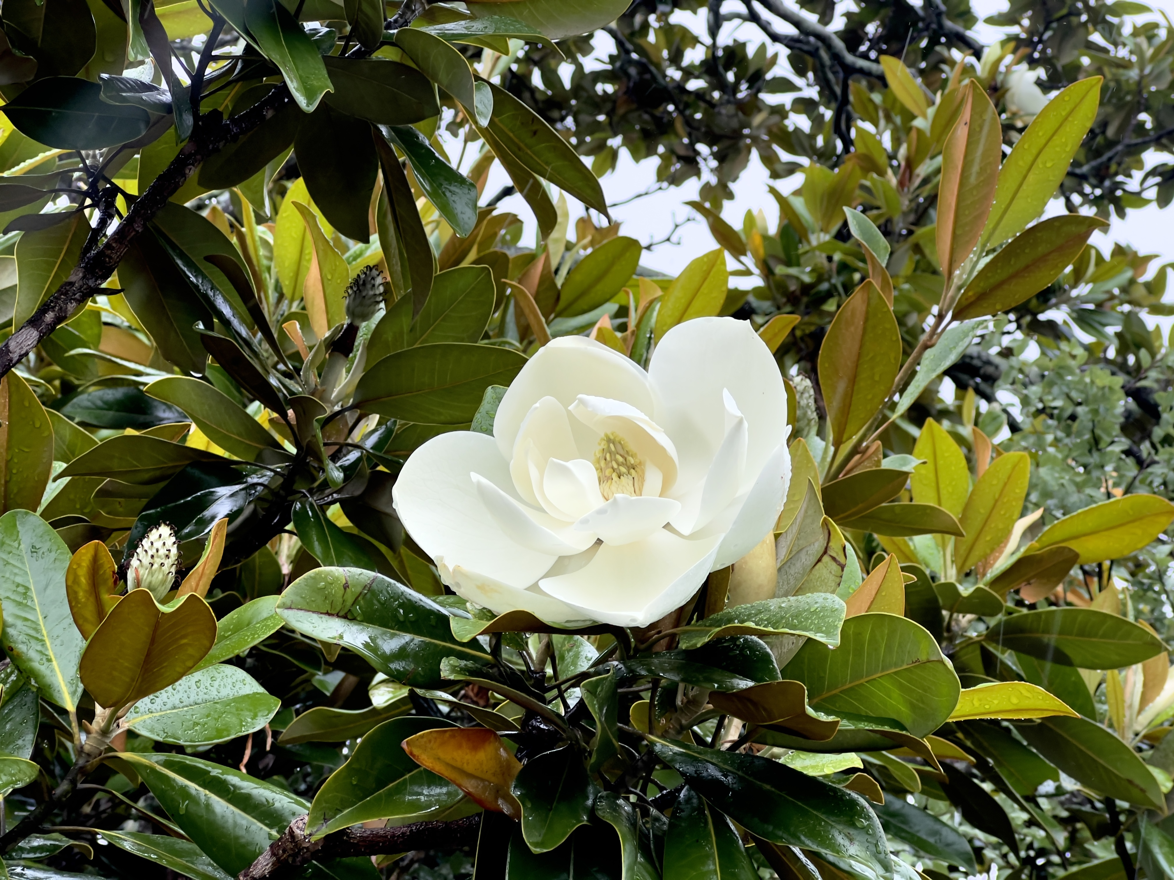 magnolia flower