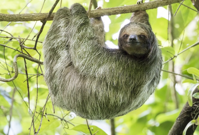 sloth hanging from a tree