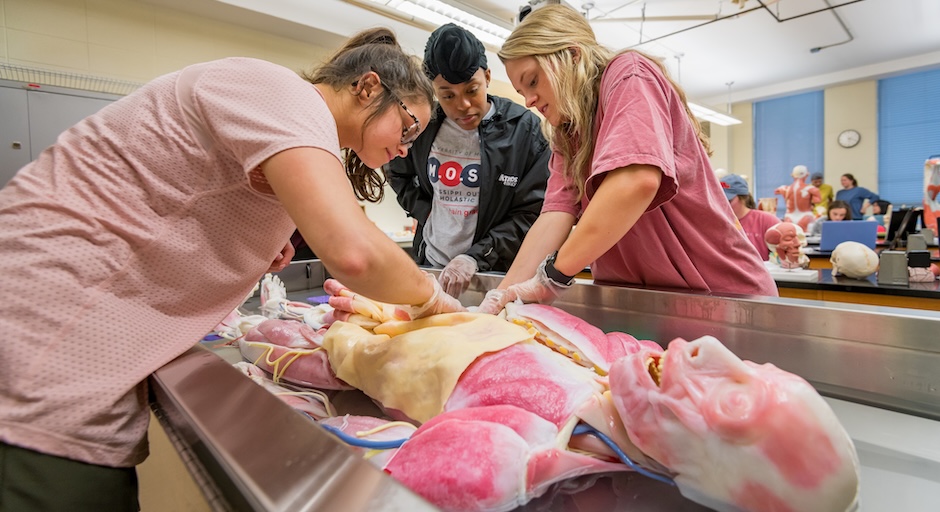 Three female students looking at the muscle tissue parts of a plastic skeleton that is lying on a table in class.