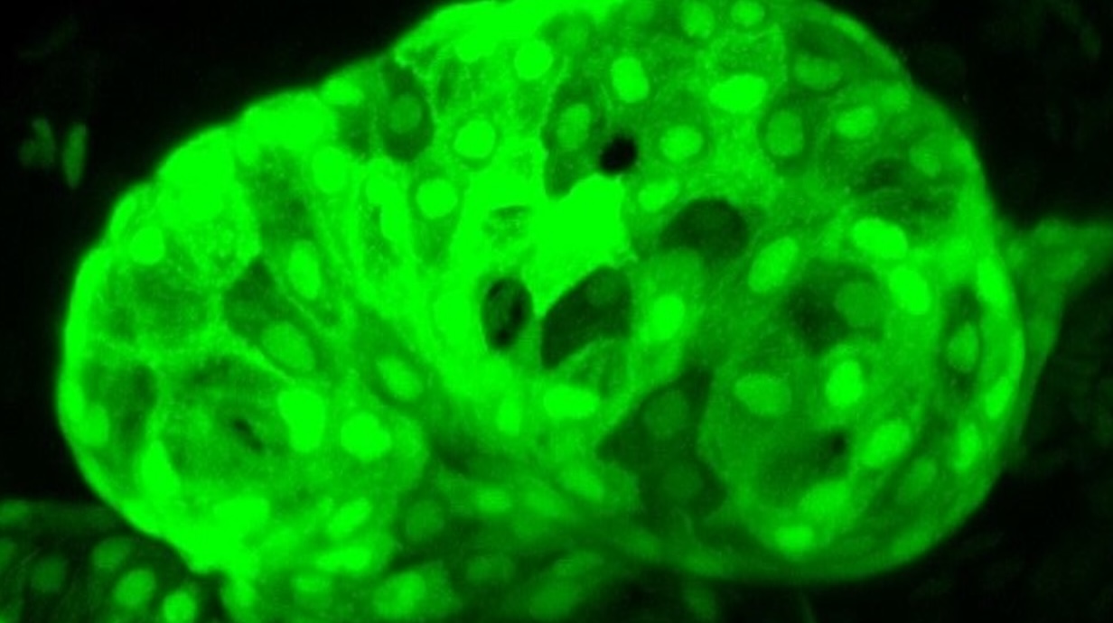 neon green cell imaging photo