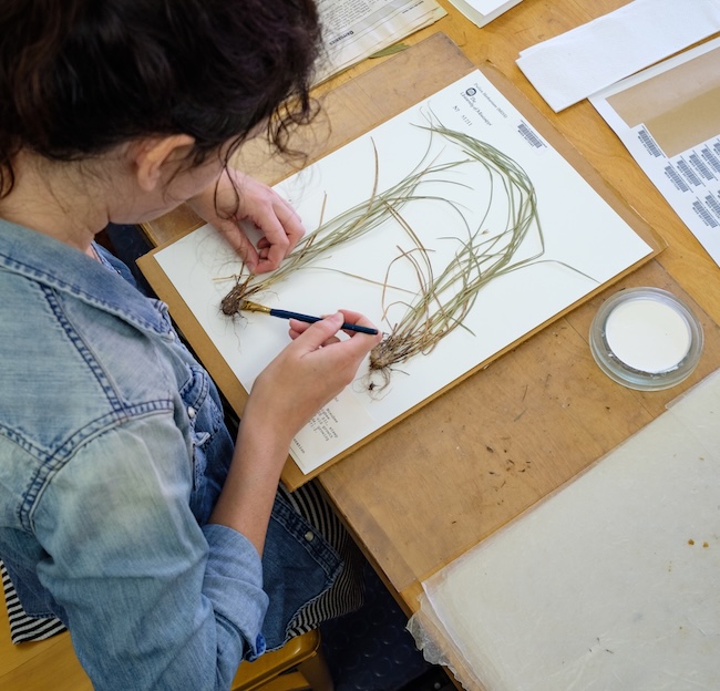 woman laying plants on a page