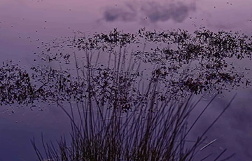 pond with vegetation