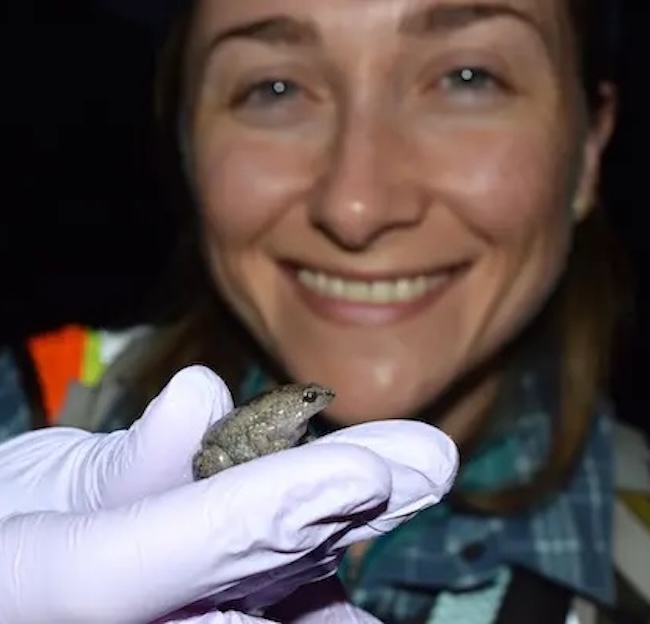 Michel Ohmer holding up a gray frog