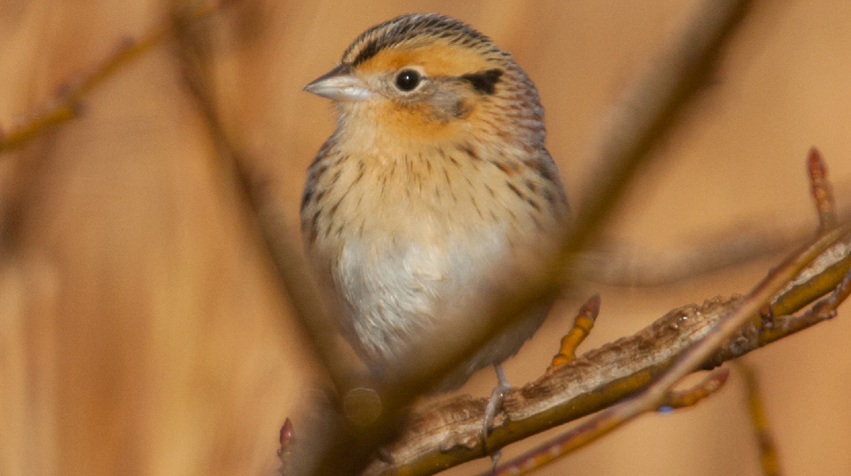 close up of tiny bird sitting on branch