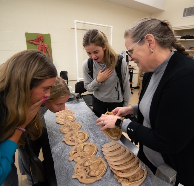 people looking at brain