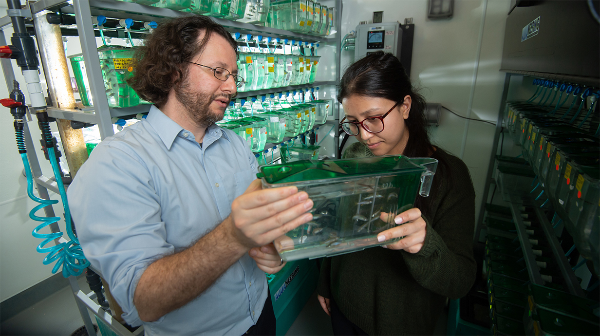 male professor and female student holding a container full of zebra fish