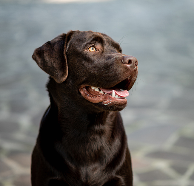 Chocolate Labrador Dog