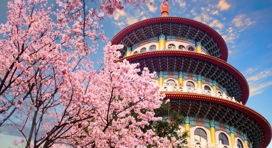 image of pink cherry tree blossoms with a traditional Chinese tower in the background