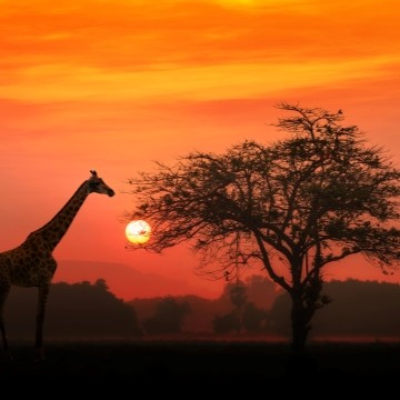 image of a giraffe and a tree in Africa with a bright red sunset