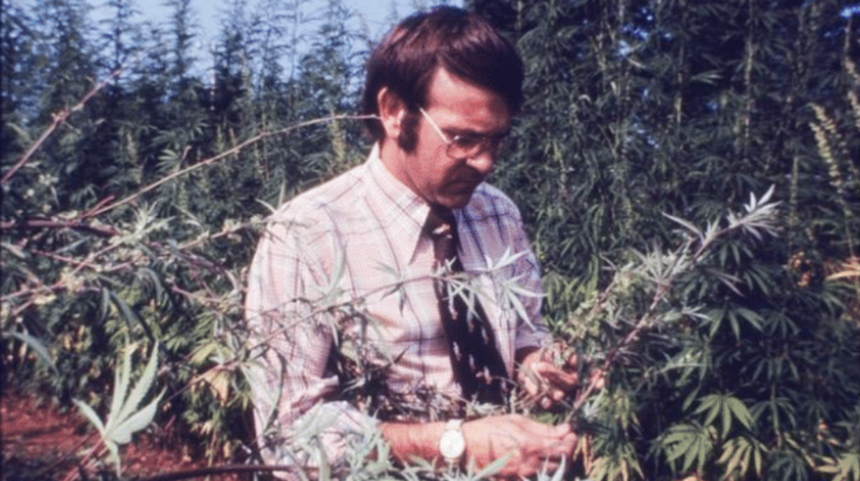 Dr. Carlton Turner inspects a marijuana plant