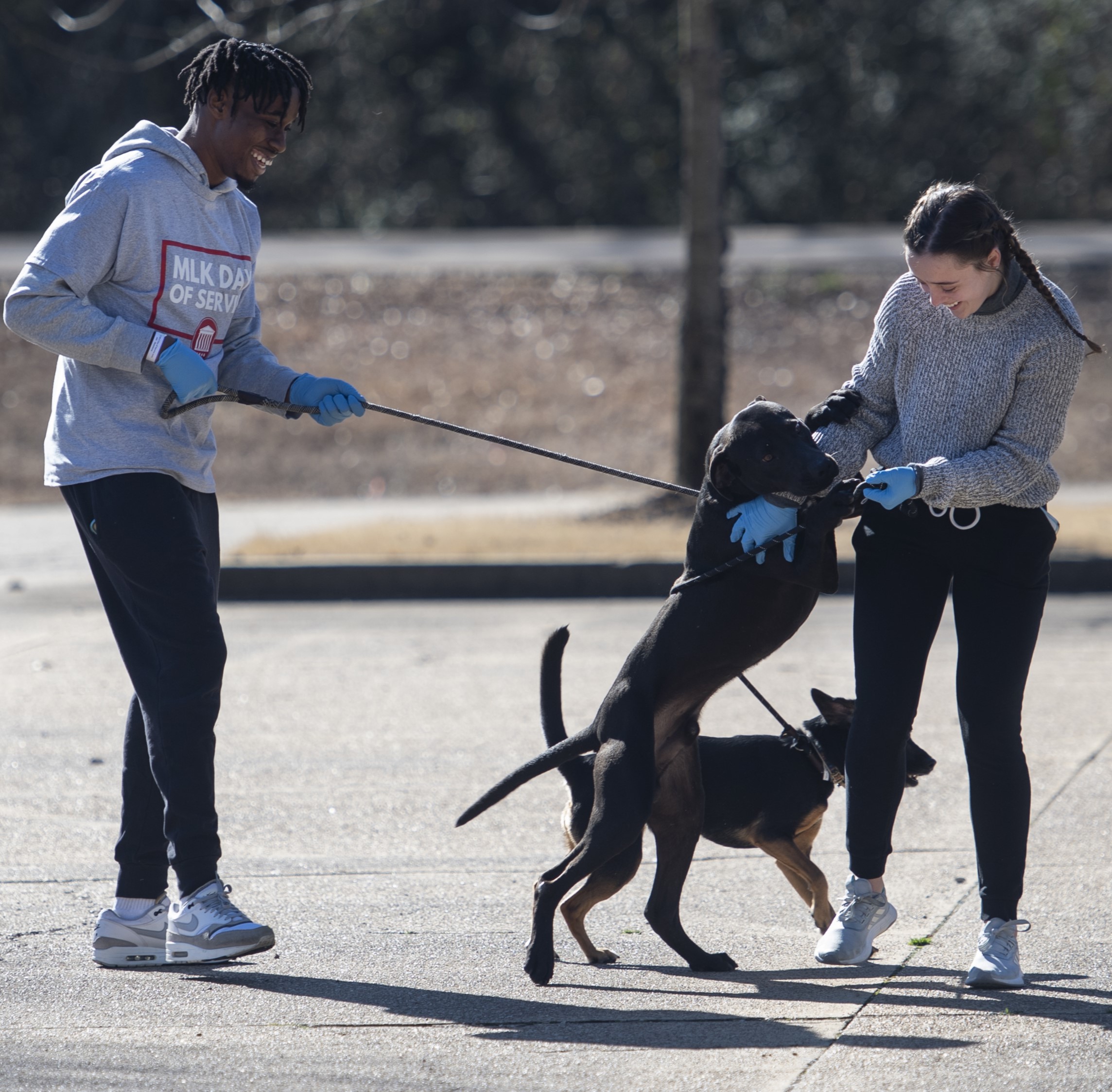 Students walking dogs at animal shelter