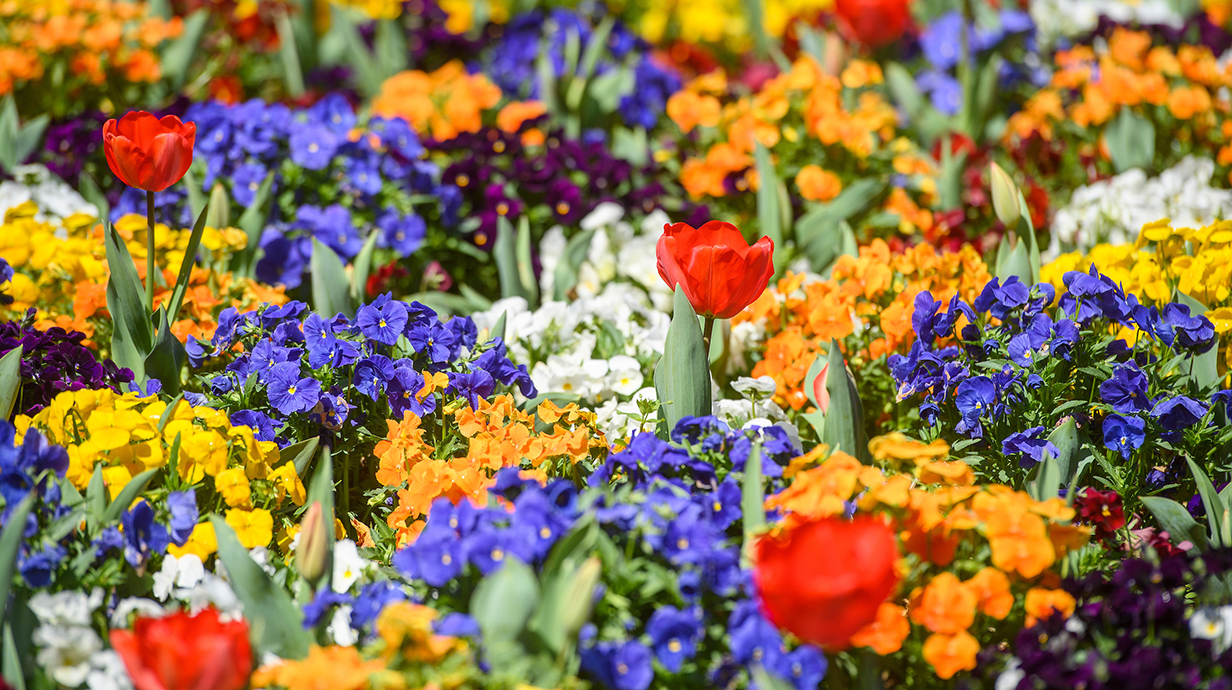 Assortment of purple, orange, white, red, and yellow flowers on campus in a flowerbed