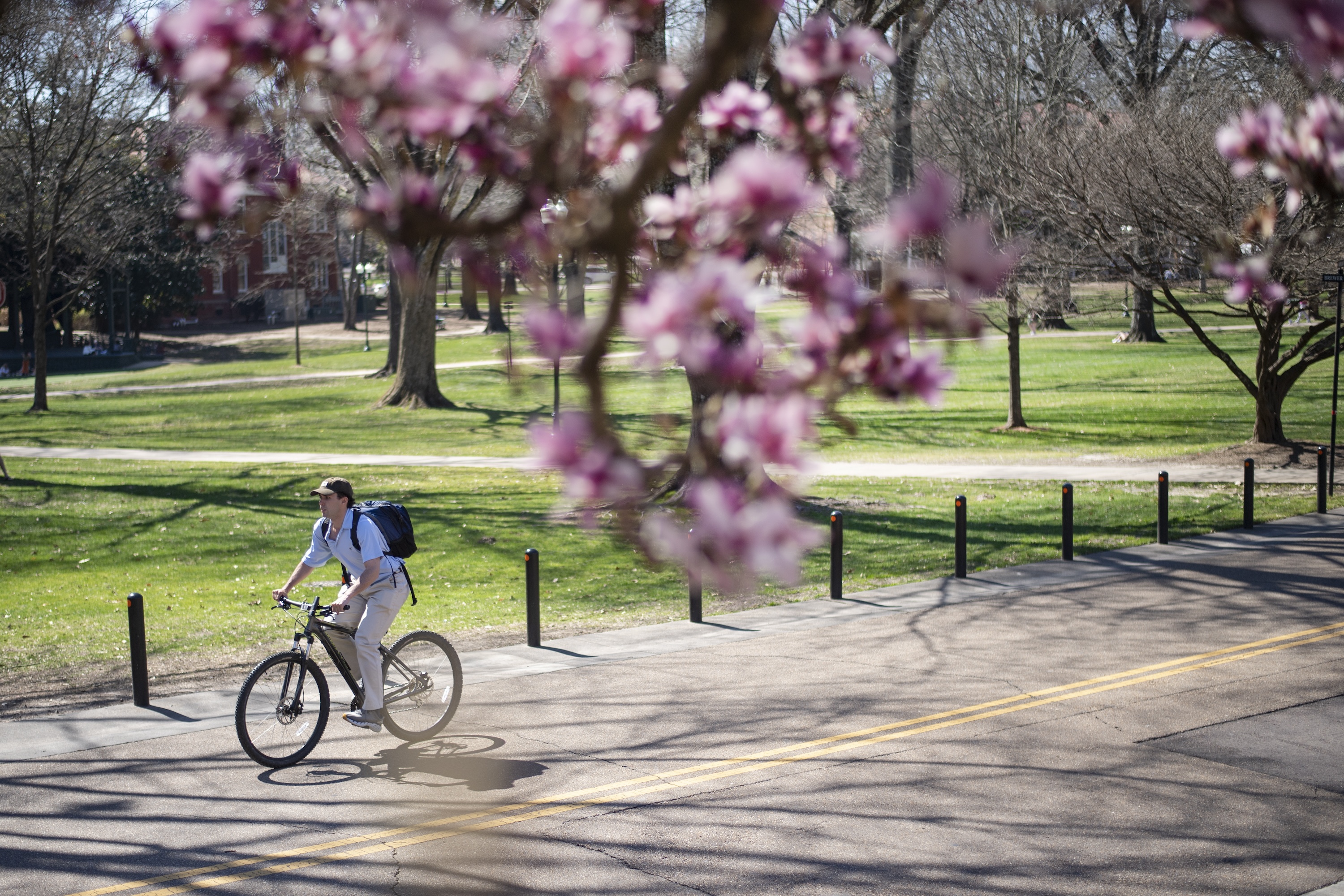 Student biking on campus with spring blooms on trees