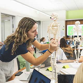 Student studies and adjusts a human skeleton model during an anatomy lab.