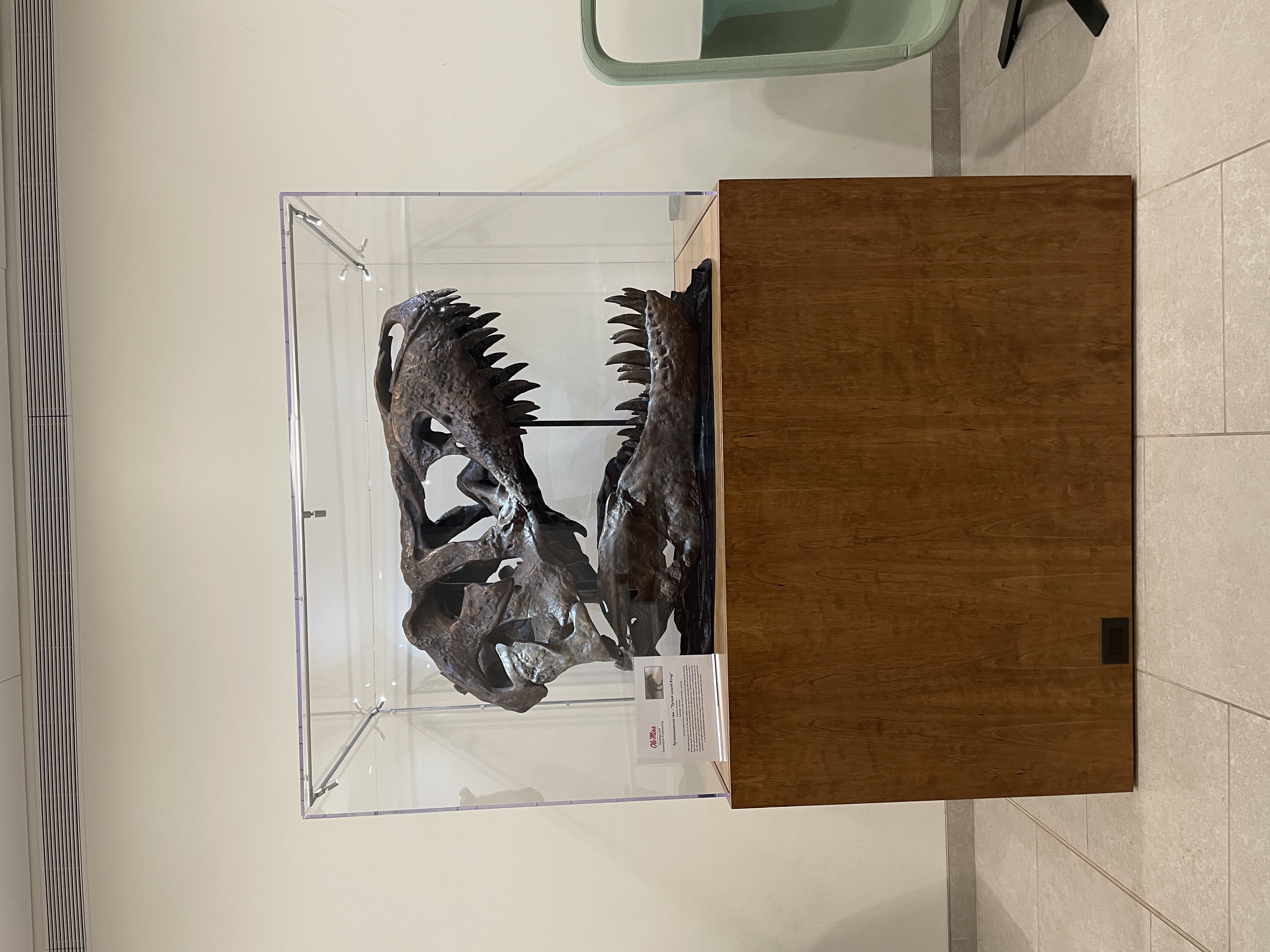 a image of the artificial t rex skull displayed in the duff center