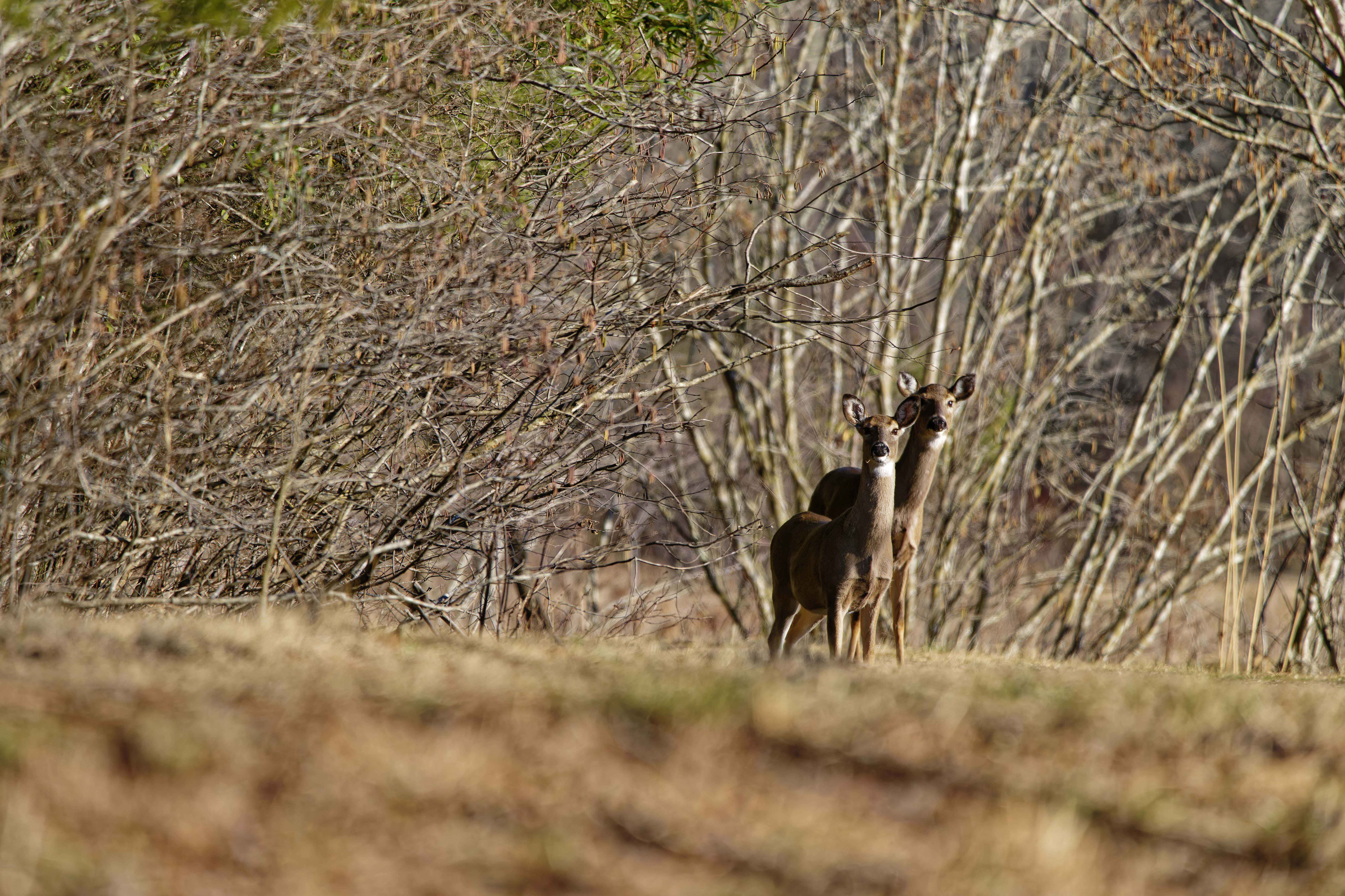 deer foraging at the field station