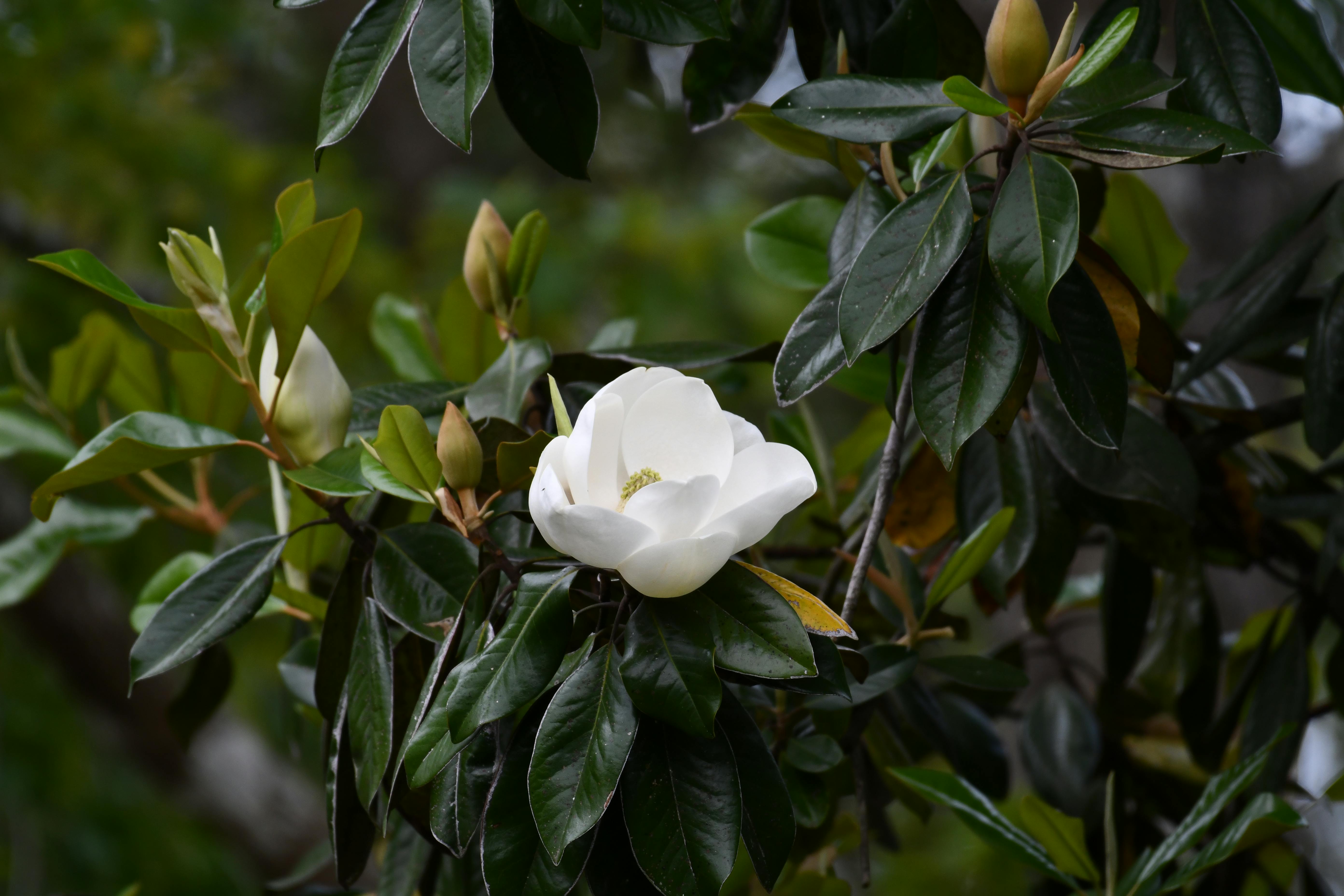 a white magnolia flower