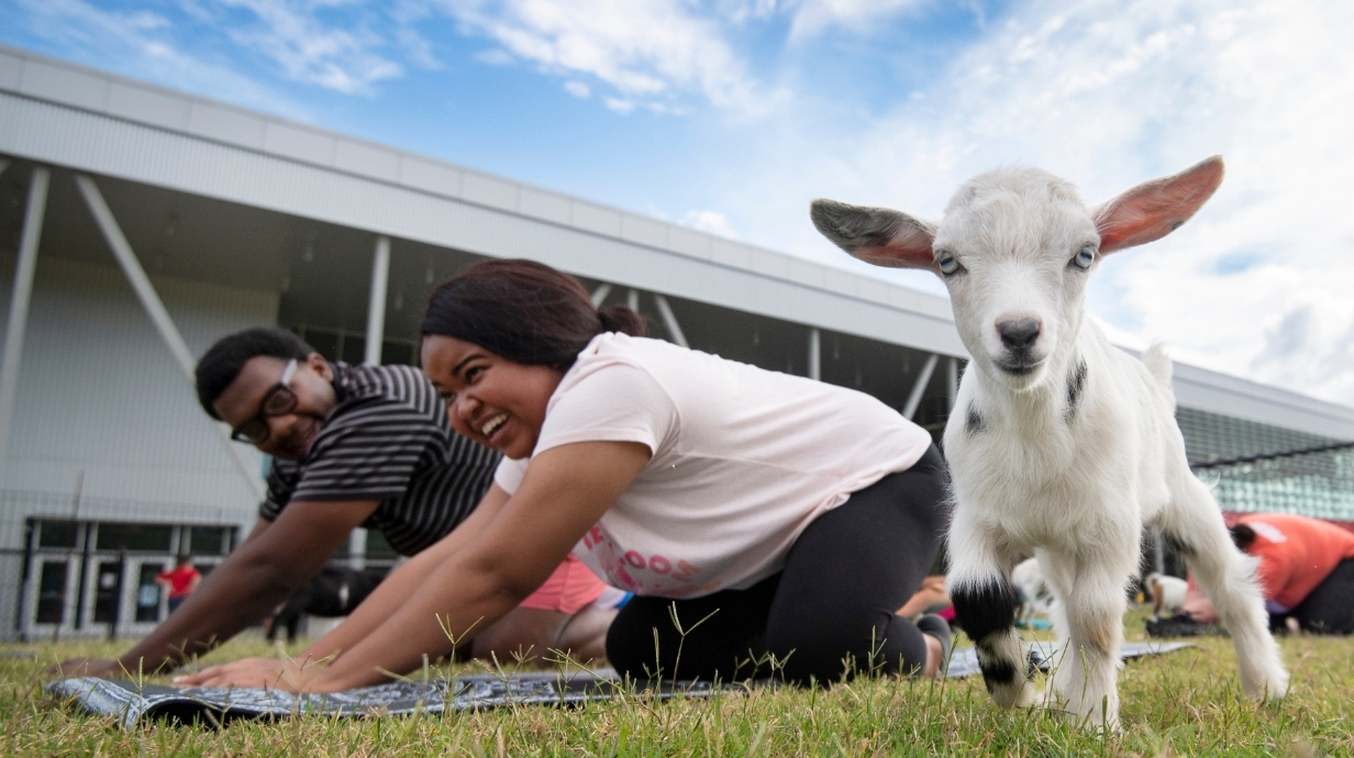 Two students participating in goat yoga