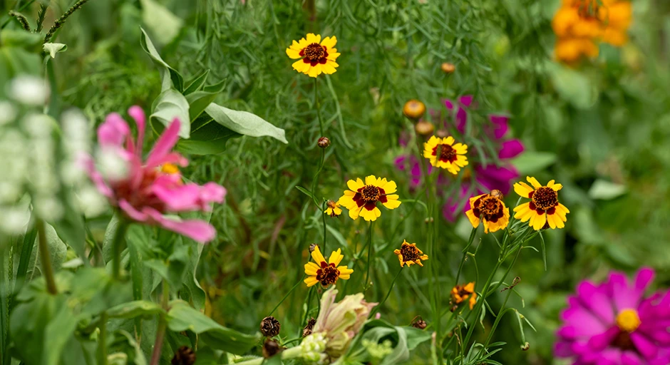 An image of the flowers at Lester garden with the sunlight peaking through.  There is a caption that reads "Lester Garden"