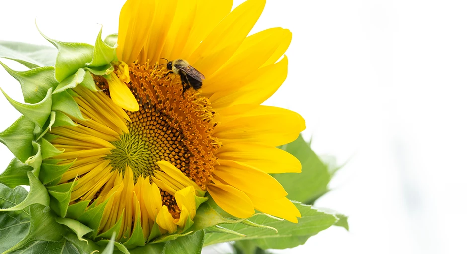 An image of the flowers and a bee at Lester garden.  There is a caption that reads "Lester Garden"