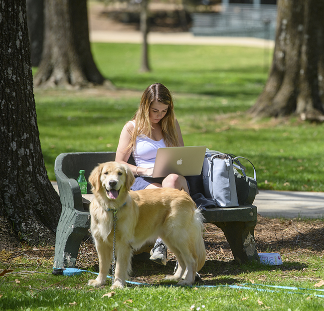 A student sits on a bench in the grove with her laptop on her lap and Golden Retriever dog by her side