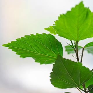 Leaves on a tree