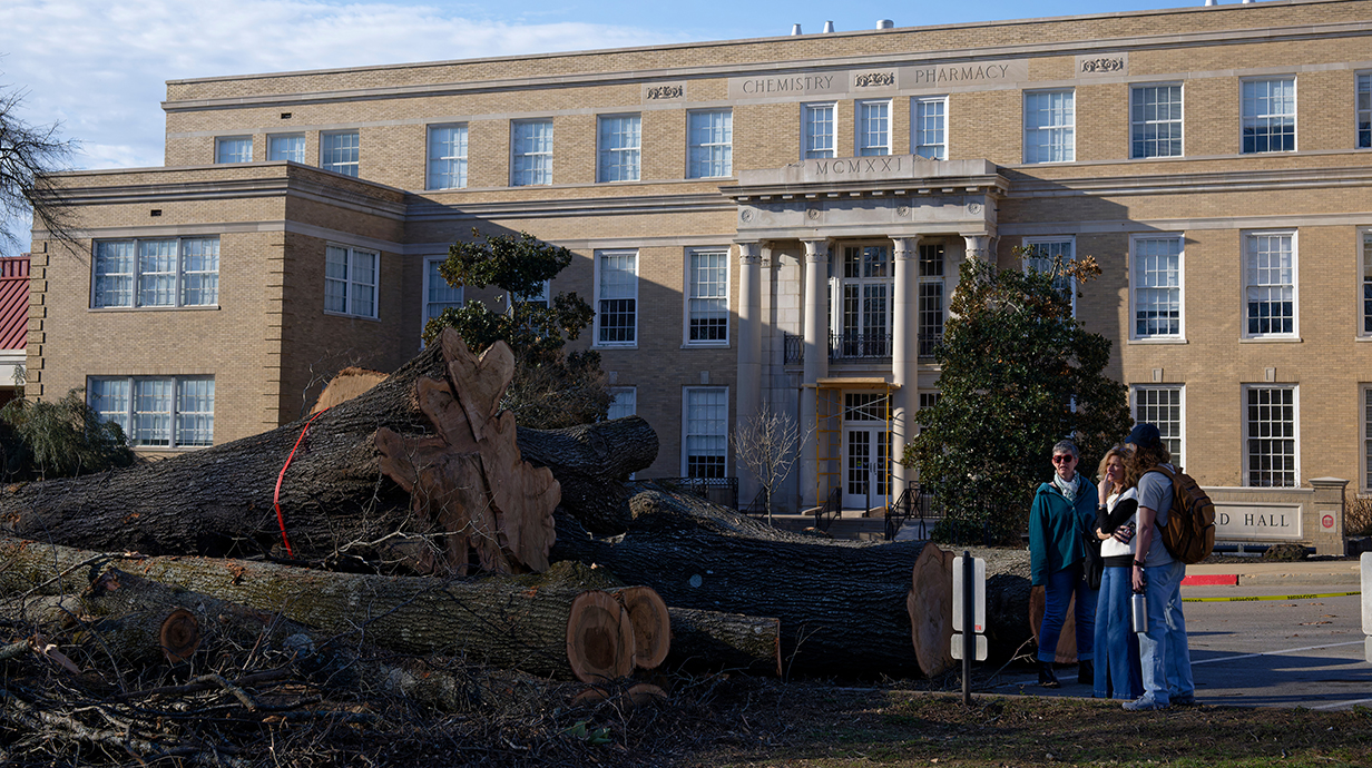 A small group of people stand near a large felled tree near a tan brick building.