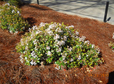 indian hawthorn landscaping