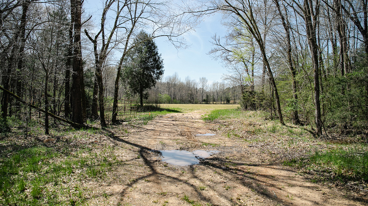 A dirt road leads to a clearing in a wooded area.
