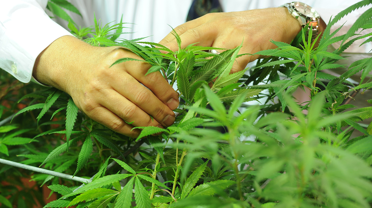 A pair of hands browse through cannabis plants.