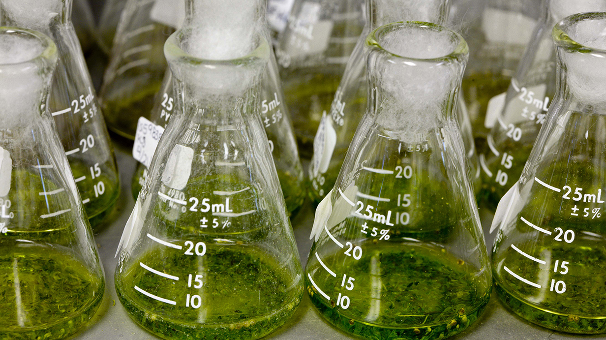 An array of laboratory flasks holds green liquid.