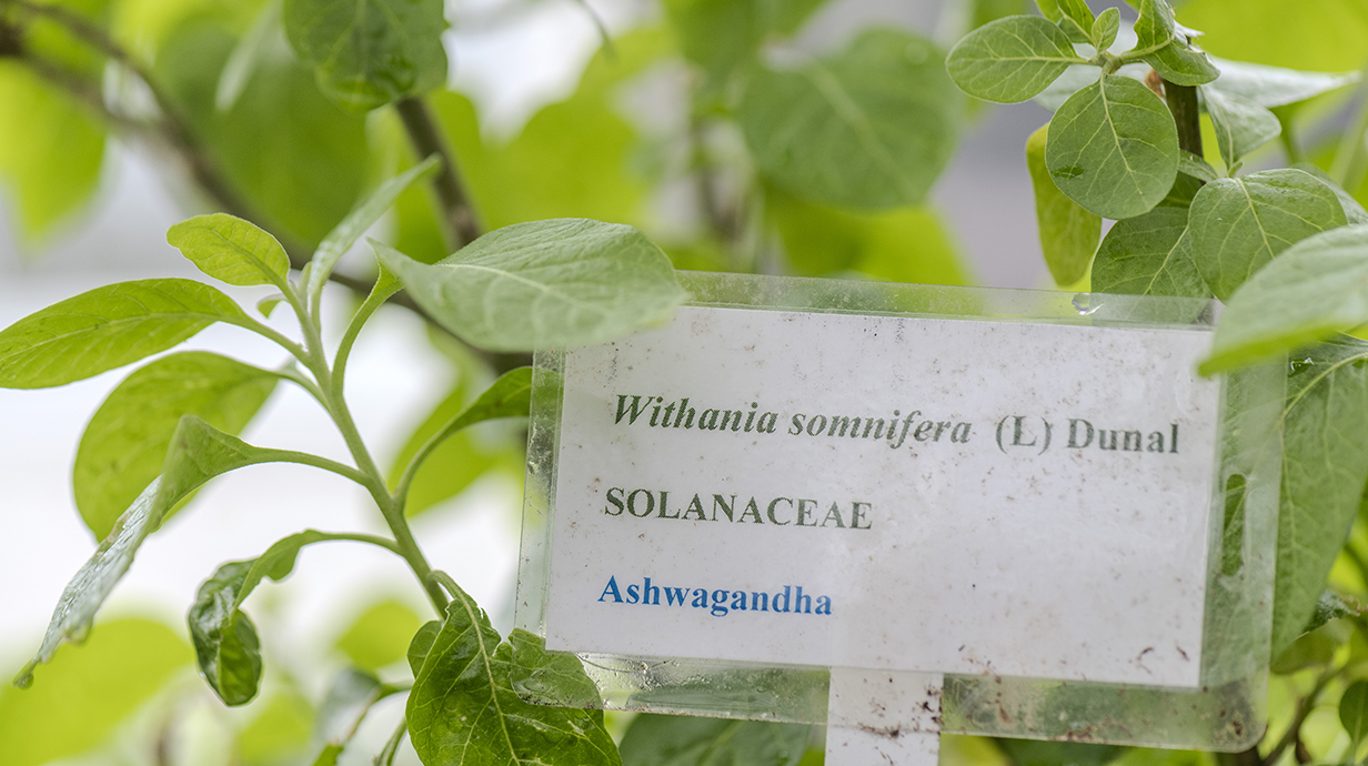 A pot of medicinal herbs with a marker identifying it as ashwaganda grows in a greenhouse.