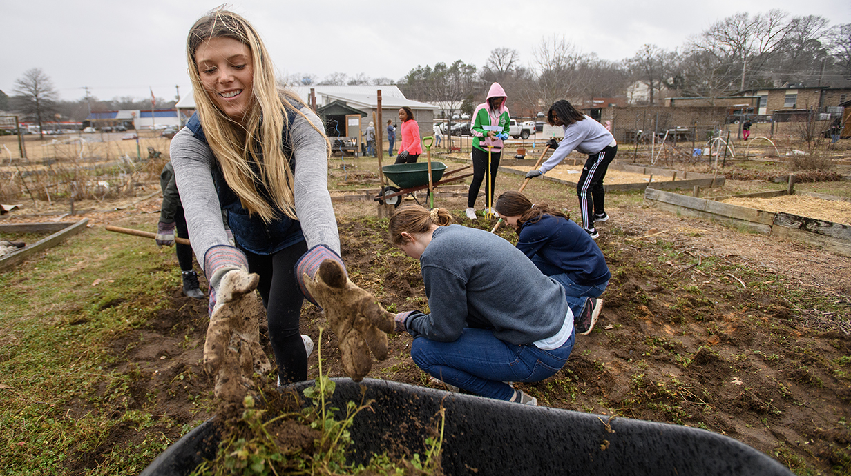 Several young people work in a garden with wheelbarrows and hoes.