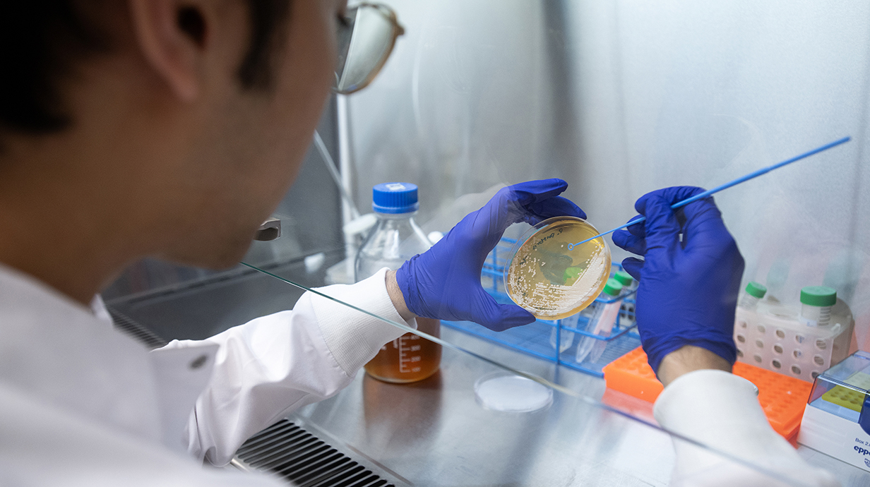 A man wearing blue gloves uses a plastic probe to add material to a petri dish inside a vented hood in a laboratory.
