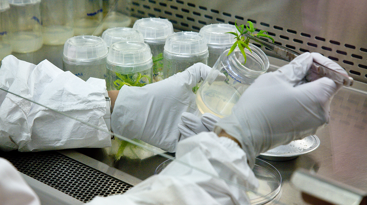 A person wearing a white lab coat and white gloves uses tweezers to pull a seedling our of a bottle underneath a vented hood.